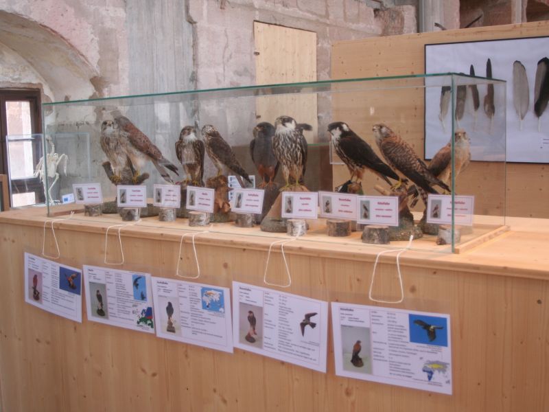 tl_files/02 Bayern/07 Bildberichte/Krumme Schnaebel-Scharfe Krallen/Vitrine mit Kleinfalken.jpg